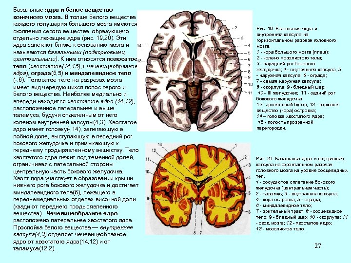 Базальные ядра и белое вещество конечного мозга. В толще белого вещества каждого полушария большого