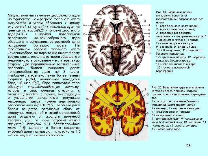 Медиальная часть чечевицеобразного ядра на горизонтальном разрезе головного мозга суживается и углом обращена к