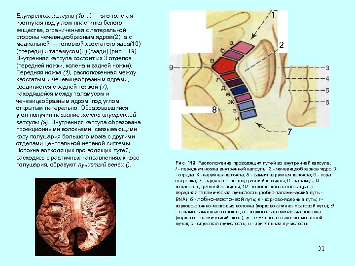 Внутренняя капсула (1 а-и) — это толстая изогнутая под углом пластинка белого вещества, ограниченная