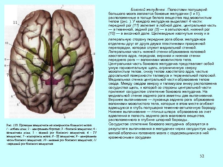 Боковой желудочек. Полостями полушарий большого мозга являются боковые желудочки (I и II), расположенные в