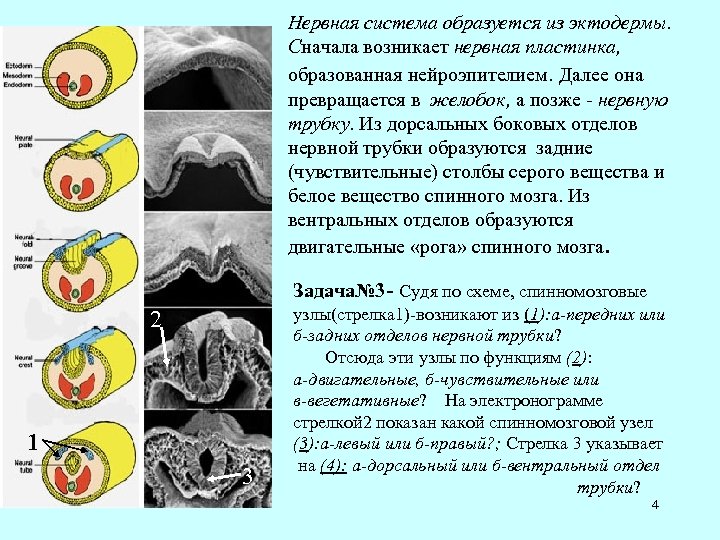 Нервная система образуется из эктодермы. Сначала возникает нервная пластинка, образованная нейроэпителием. Далее она превращается