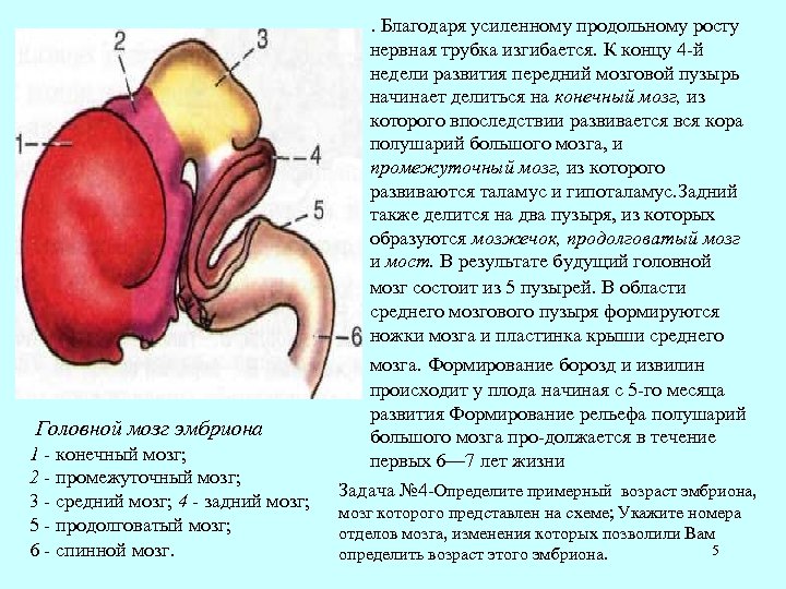 . Благодаря усиленному продольному росту нервная трубка изгибается. К концу 4 й недели развития