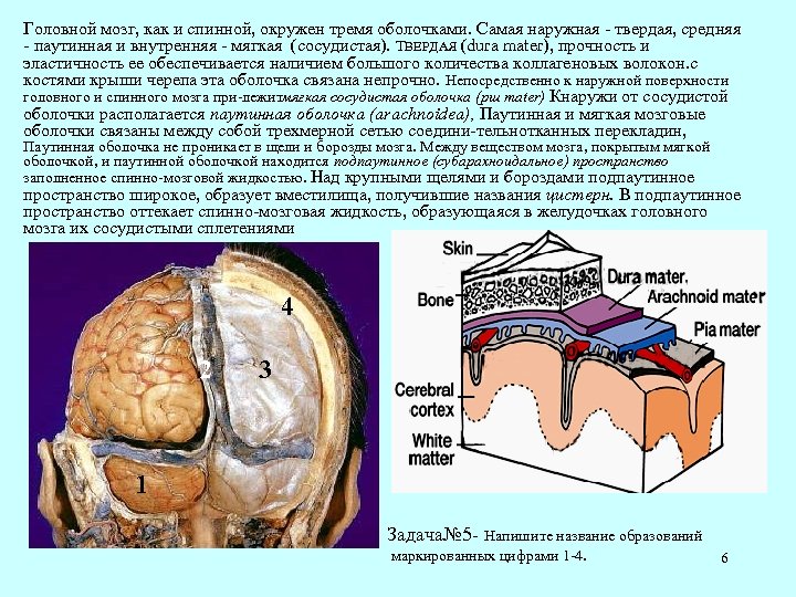 Головной мозг, как и спинной, окружен тремя оболочками. Самая наружная твердая, средняя паутинная и