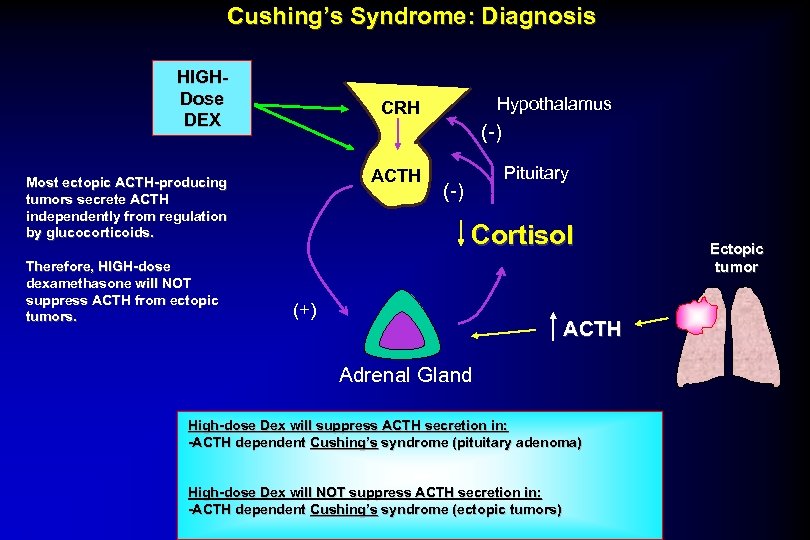 Cushing’s Syndrome: Diagnosis HIGHDose DEX (-) ACTH Most ectopic ACTH-producing tumors secrete ACTH independently