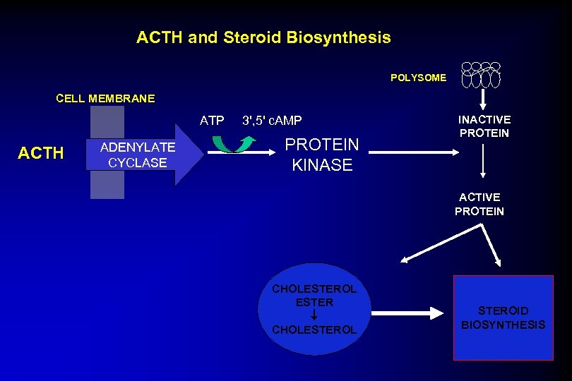 ACTH and Steroid Biosynthesis POLYSOME CELL MEMBRANE ATP ACTH ADENYLATE CYCLASE 3', 5' c.