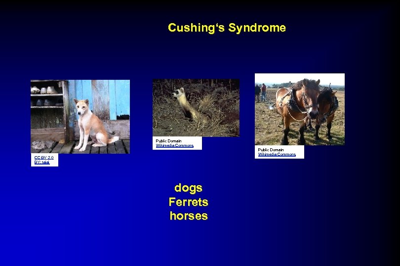 Cushing‘s Syndrome Public Domain Wikimedia Commons CC: BY 2. 0 BY: tajai dogs Ferrets