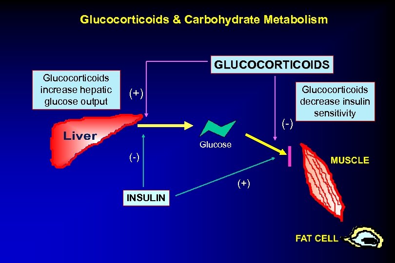 Glucocorticoids & Carbohydrate Metabolism GLUCOCORTICOIDS Glucocorticoids increase hepatic glucose output (+) (-) Glucose (-)
