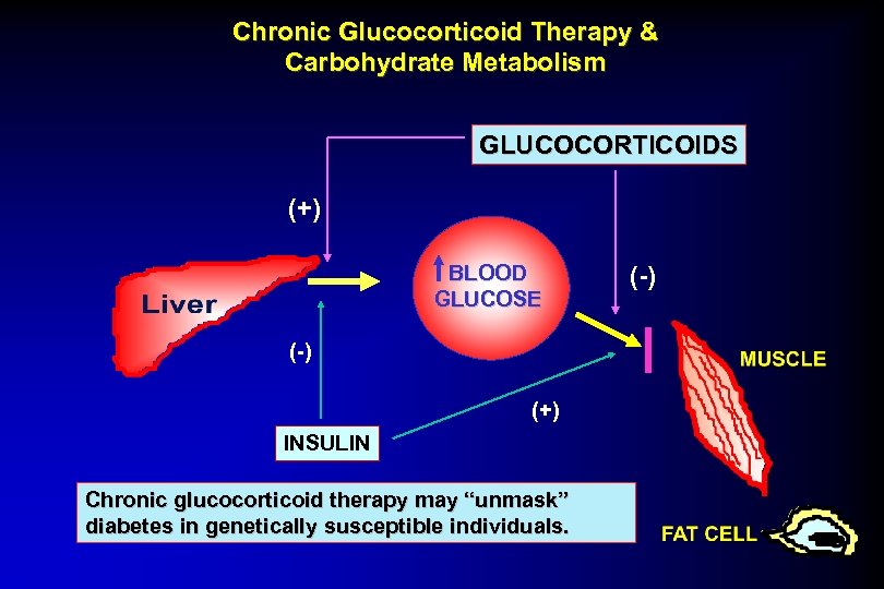 Chronic Glucocorticoid Therapy & Carbohydrate Metabolism GLUCOCORTICOIDS (+) BLOOD GLUCOSE (-) (+) INSULIN Chronic