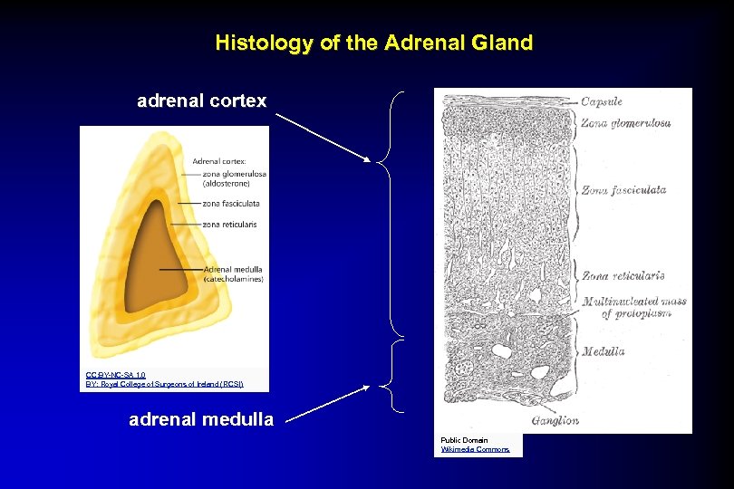 Histology of the Adrenal Gland adrenal cortex CC: BY-NC-SA 1. 0 BY: Royal College
