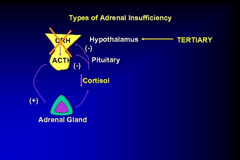 Types of Adrenal Insufficiency Hypothalamus (-) CRH ACTH Pituitary (-) Cortisol (+) Adrenal Gland