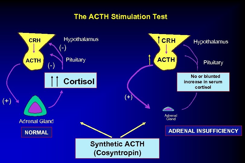 The ACTH Stimulation Test Hypothalamus CRH ACTH CRH (-) ACTH Pituitary Hypothalamus Pituitary No.