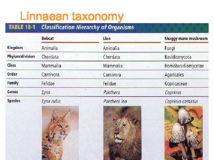 Linnaean taxonomy 