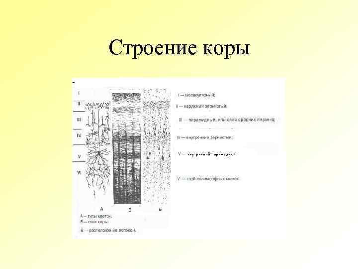 Строение коры дерева схема