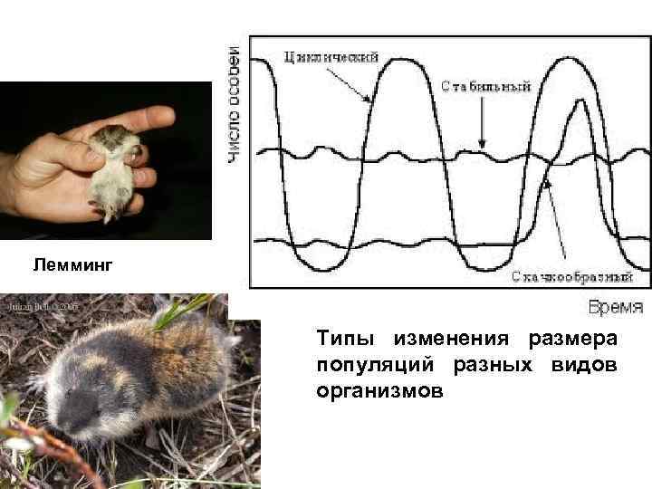 Лемминг Типы изменения размера популяций разных видов организмов 