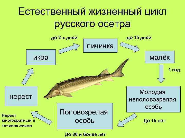 Естественный жизненный цикл русского осетра до 2 -х дней до 15 дней личинка малёк