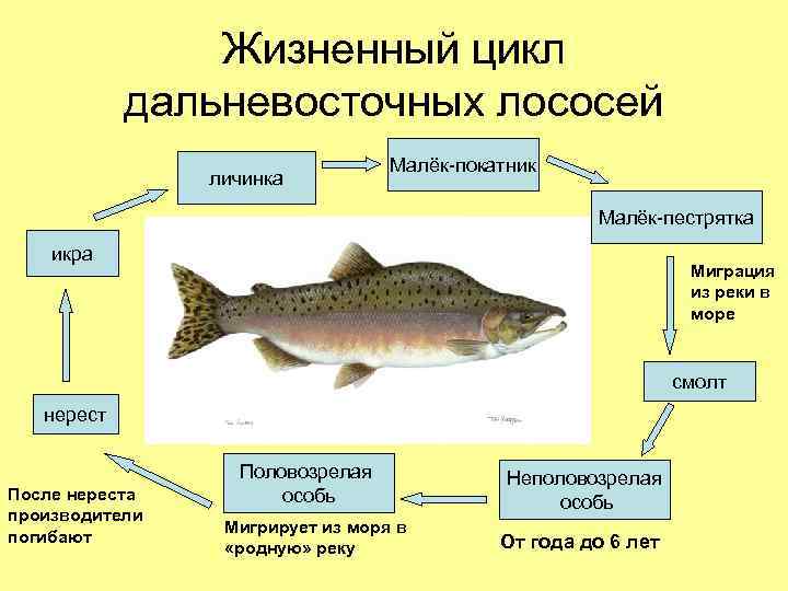 Жизненный цикл дальневосточных лососей личинка Малёк-покатник Малёк-пестрятка икра Миграция из реки в море смолт