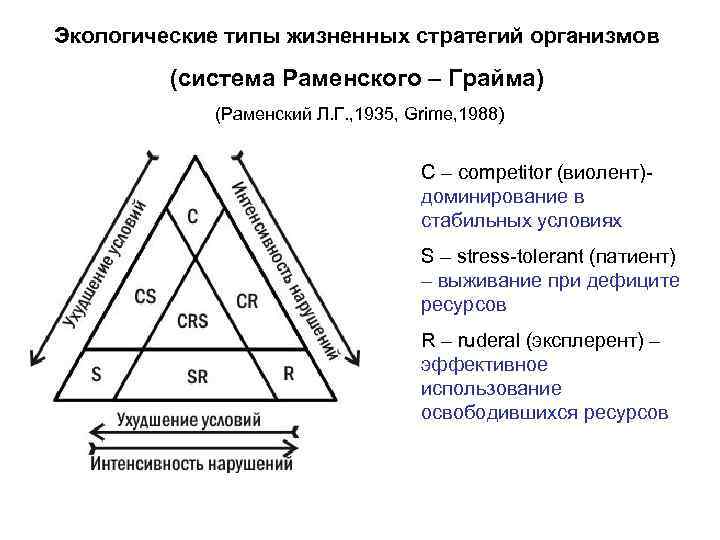 Экологические типы жизненных стратегий организмов (система Раменского – Грайма) (Раменский Л. Г. , 1935,