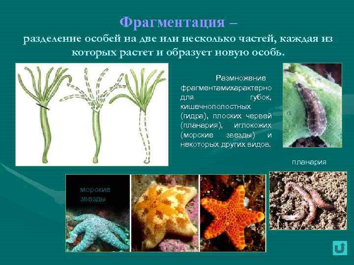 Фрагментация – разделение особей на две или несколько частей, каждая из которых растет и