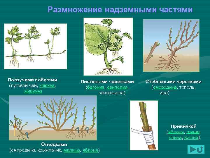 Размножение надземными частями Ползучими побегами (луговой чай, клюква, живучка Листовыми черенками (бегония, сенполия, сансевьера)