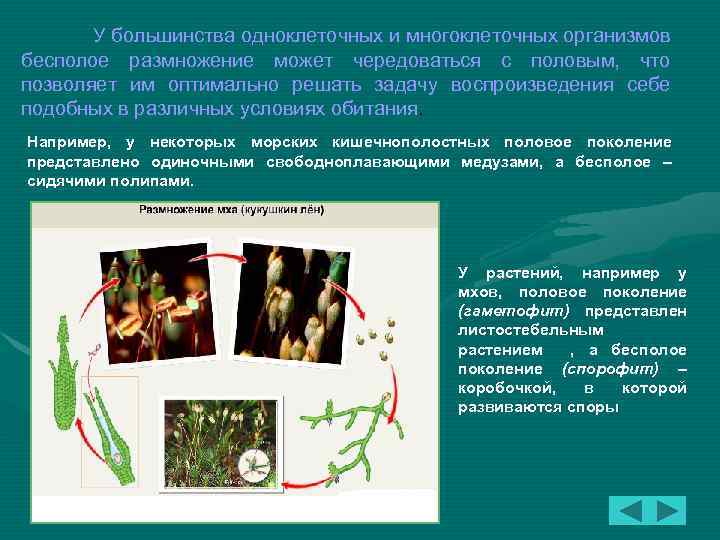 У большинства одноклеточных и многоклеточных организмов бесполое размножение может чередоваться с половым, что позволяет