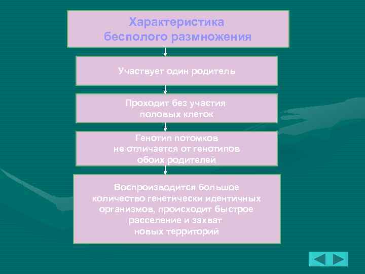Характеристика бесполого размножения Участвует один родитель Проходит без участия половых клеток Генотип потомков не
