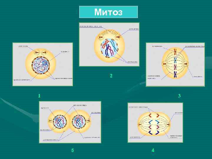 Митоз 2 1 3 5 4 