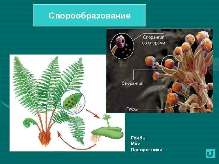 Спорообразование Грибы Мхи Папоротники 