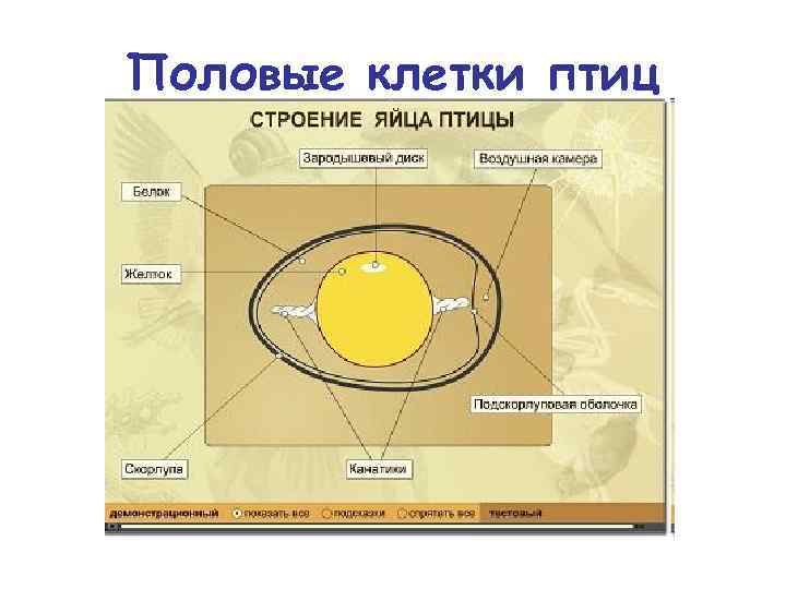 Половые клетки птиц 