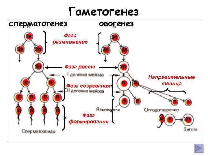 сперматогенез овогенез Фаза размножения 2 n 2 n Гаметогенез 2 n 2 n Фаза
