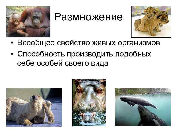 Размножение • Всеобщее свойство живых организмов • Способность производить подобных себе особей своего вида