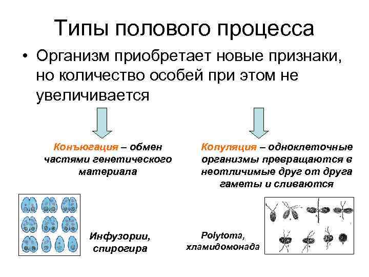 Типы полового процесса • Организм приобретает новые признаки, но количество особей при этом не