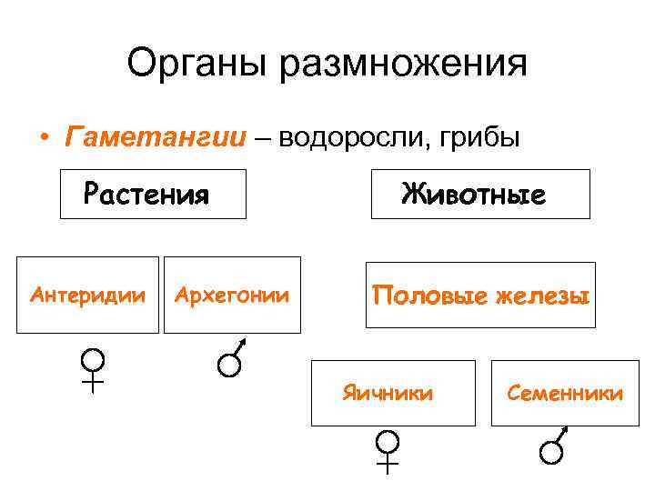 Органы размножения • Гаметангии – водоросли, грибы Растения Антеридии Архегонии Животные Половые железы Яичники