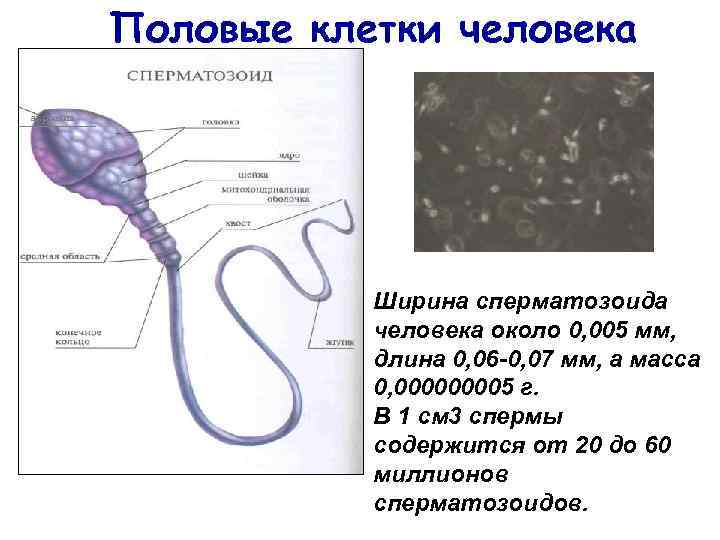 Половые клетки человека акросома Ширина сперматозоида человека около 0, 005 мм, длина 0, 06