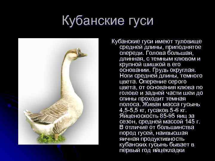 Кубанские гуси имеют туловище средней длины, приподнятое спереди. Голова большая, длинная, с темным клювом