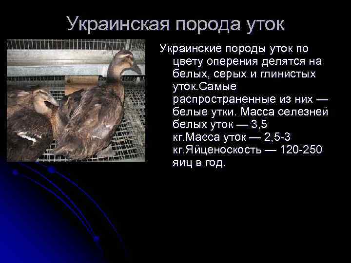 Украинская порода уток Украинские породы уток по цвету оперения делятся на белых, серых и