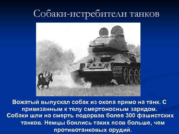 Собаки-истребители танков Вожатый выпускал собак из окопа прямо на танк. С привязанным к телу