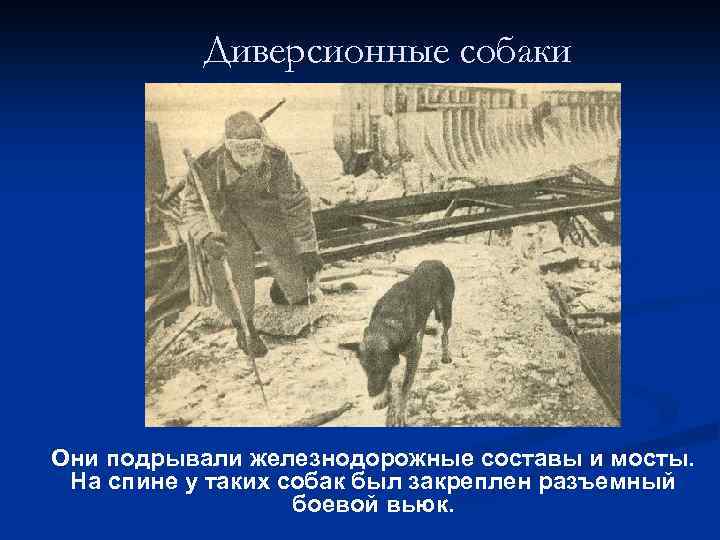 Диверсионные собаки Они подрывали железнодорожные составы и мосты. На спине у таких собак был