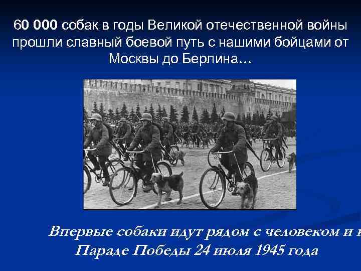 60 000 собак в годы Великой отечественной войны прошли славный боевой путь с нашими