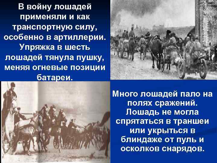 В войну лошадей применяли и как транспортную силу, особенно в артиллерии. Упряжка в шесть