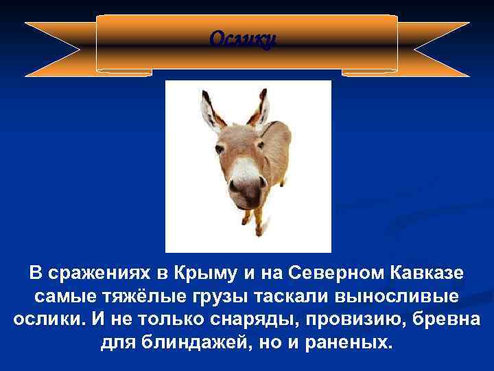 Ослики В сражениях в Крыму и на Северном Кавказе самые тяжёлые грузы таскали выносливые