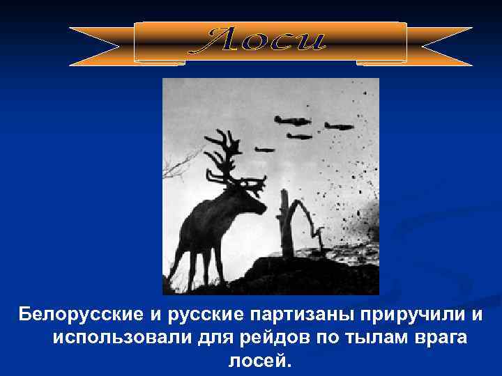 Белорусские и русские партизаны приручили и использовали для рейдов по тылам врага лосей. 