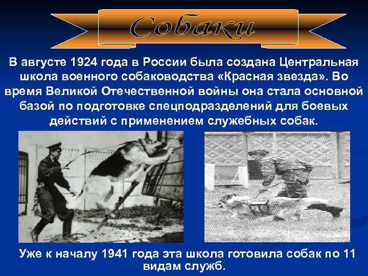 В августе 1924 года в России была создана Центральная школа военного собаководства «Красная звезда»