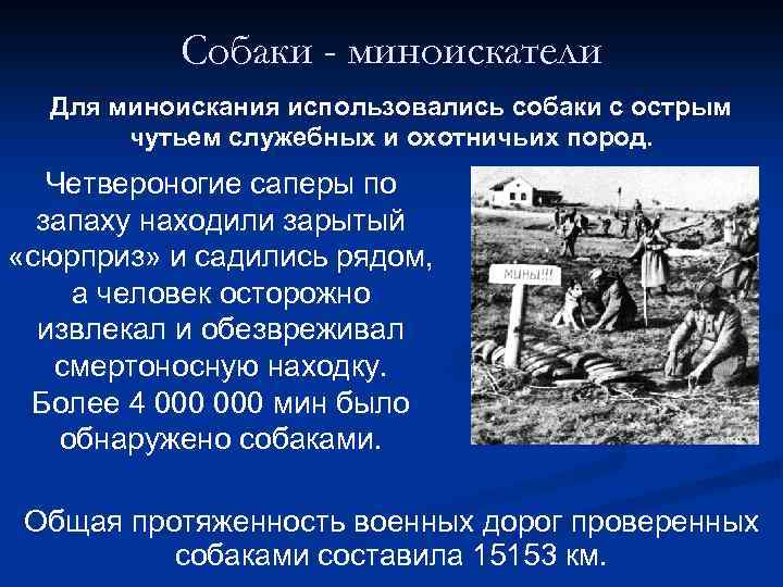 Собаки - миноискатели Для миноискания использовались собаки с острым чутьем служебных и охотничьих пород.