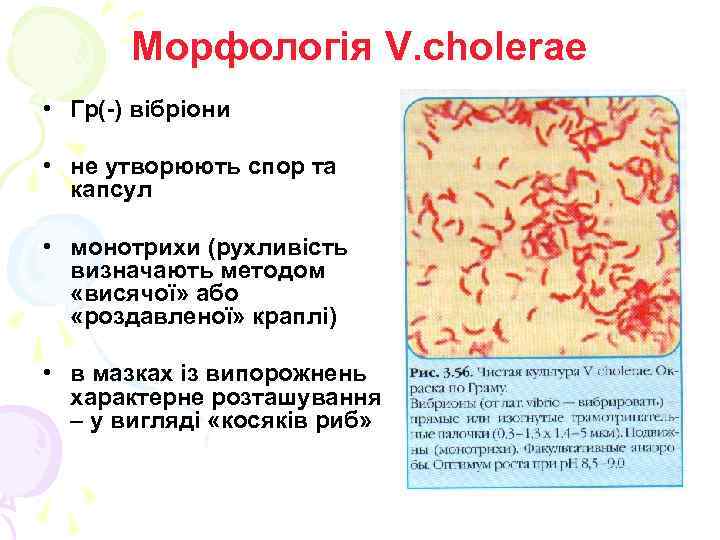 Морфологія V. cholerae • Гр(-) вібріони • не утворюють спор та капсул • монотрихи