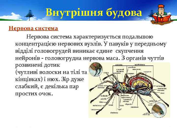 Внутрішня будова Нервова система характеризується подальшою концентрацією нервових вузлів. У павуків у передньому відділі