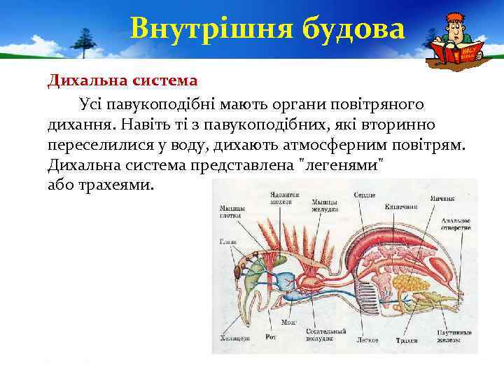 Внутрішня будова Дихальна система Усі павукоподібні мають органи повітряного дихання. Навіть ті з павукоподібних,