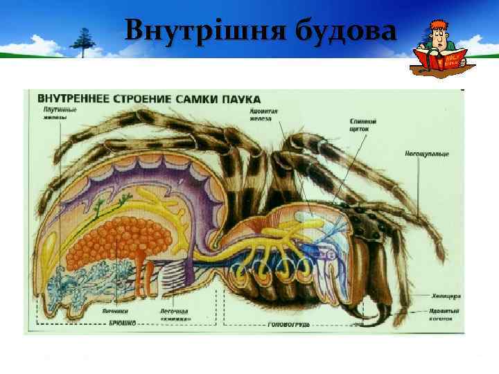 Внутрішня будова 