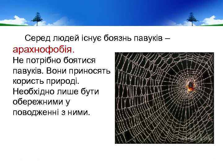 Серед людей існує боязнь павуків – арахнофобія. Не потрібно боятися павуків. Вони приносять користь