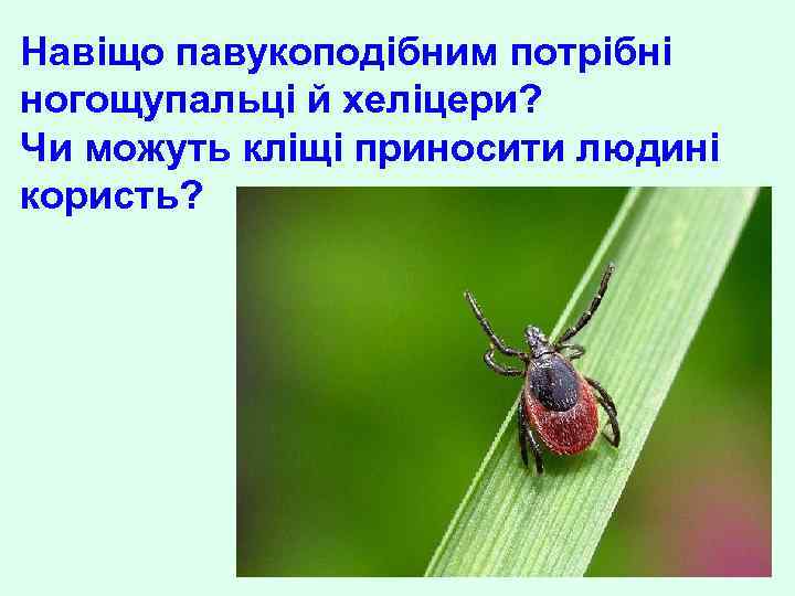 Навіщо павукоподібним потрібні ногощупальці й хеліцери? Чи можуть кліщі приносити людині користь? 