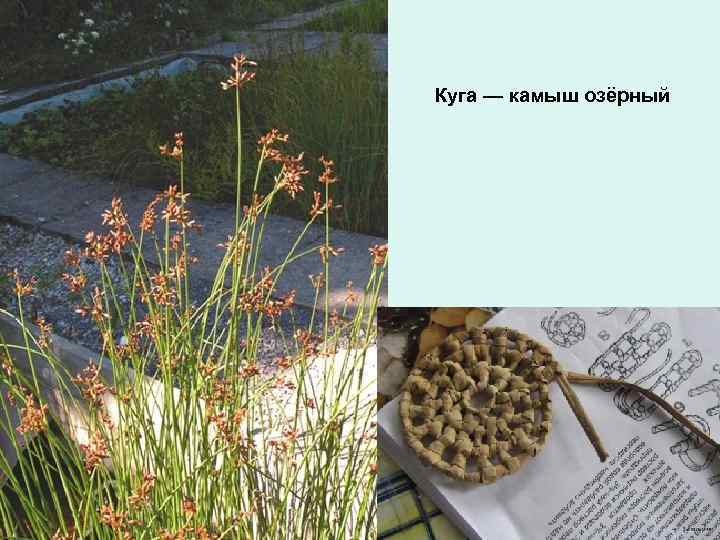 Куга — камыш озёрный 